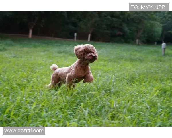 狗狗化身绿茵足球球星闪耀赛场展现萌力与运动激情